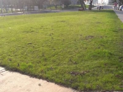 Sökülen fidanlar için İTÜ Rektörlüğü açıklamada bulundu