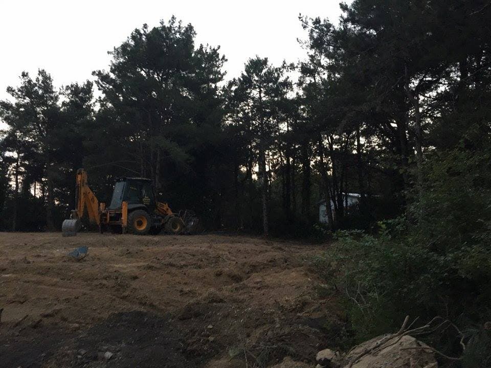 Ağaçlarımız yeniden kesiliyor