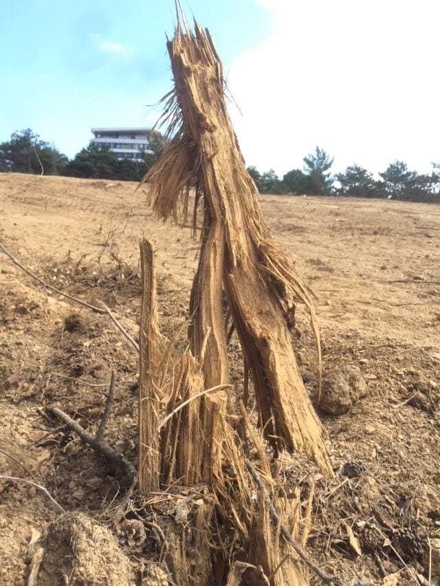 Ağaçlarımız neden Söküldü?