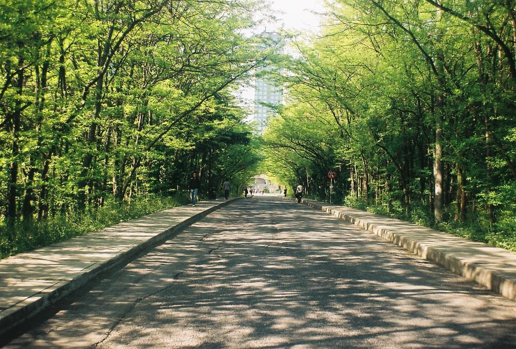 Bir İTÜ efsanesi olan Ağaçlı Yol yenileniyor